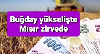 Mısır fiyatları iki ayın zirvesinde buğday yükselişte...