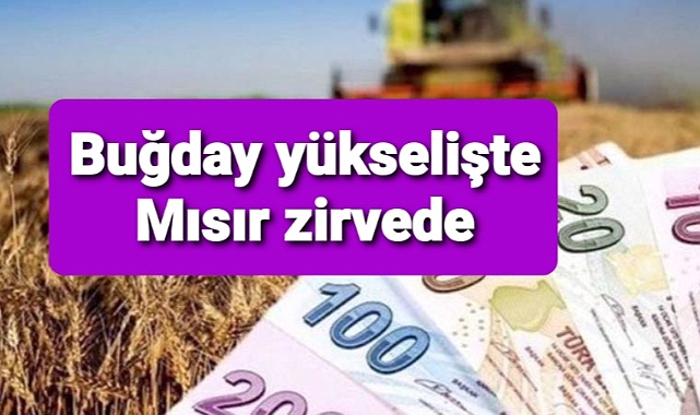 Mısır fiyatları iki ayın zirvesinde buğday yükselişte...