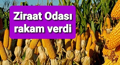 Mısırın maliyetini hesaplayarak fiyatının kaç TL olması gerektiğini açıkladılar