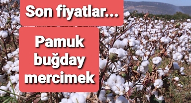 Pamuk buğday fiyatları