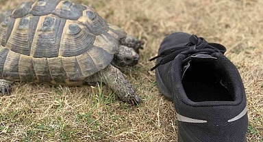 Siyah ayakkabı düşmanı kaplumbağa