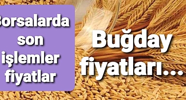Son buğday fiyatları