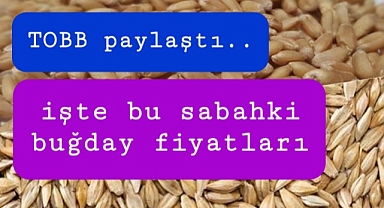 TOBB buğday fiyatları