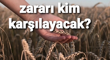 Bitki sigortası üretim güvenceniz olabilir.. 