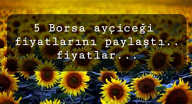 Borsalara göre ayçiçeği fiyatları