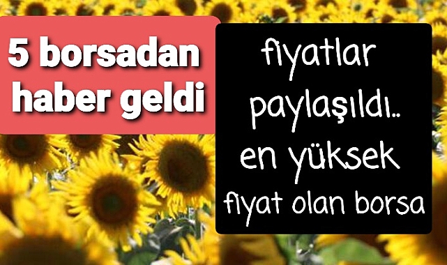 Borsalardan son ayçiçek fiyatları
