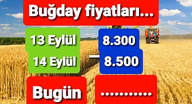 BORSALARDAN SON BUĞDAY FİYATLARI