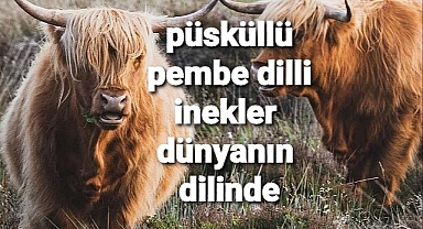 Bu inekler fenomen oldu..