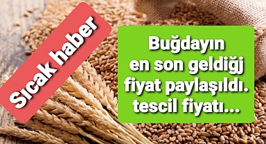Buğday fiyatları paylaşıldı.. fiuyatlarda yukarı yönlü hareket var