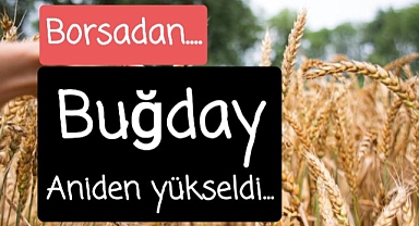 Buğday fiyatları yükseldi mi?