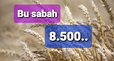 Buğday fiyatları güne yükselişle başladı..