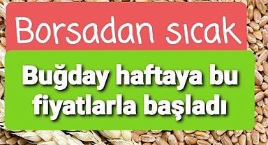 Buğday mısır mercimek arpa haftaya nasıl başladı?