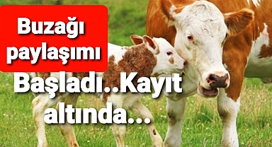 Buzağı açıklaması