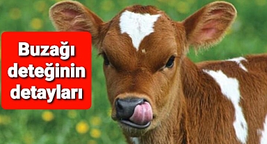 Buzağı desteğinin detayları