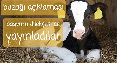Buzağılar yaşasın
