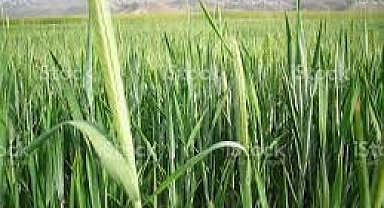 Çiftçilere Arpa ve Buğday tohumu dağıtılacak mı?