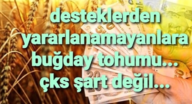Desteklerden yararlanamayanlara buğday tohumu desteği