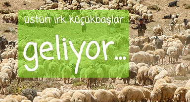 desteklerle damızlık üstün ırk küçükbaş