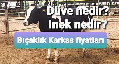 Düve-İnek bıçaklık karkas