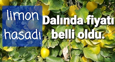 limonun fiyatı dalında