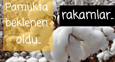 Pamukta önemli gün.. rakam beklentisi açıklandı..