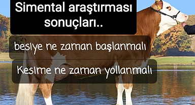 Simentalde besiye ne zaman başlanmakı kesime ne zaman