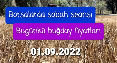Son buğday fiyatları