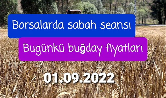 Son buğday fiyatları