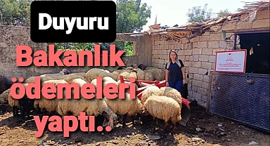 Tarım Bakanlığı paraları ödemeye başladı hayvanlar alınmaya başladı