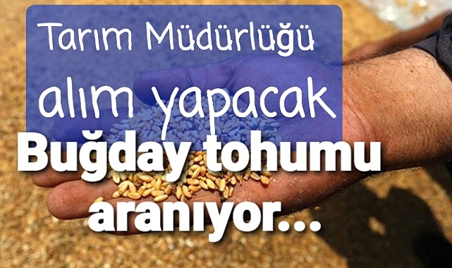 Tarım Müdürlüğü BUğday tohumu alacağını duyurdu..