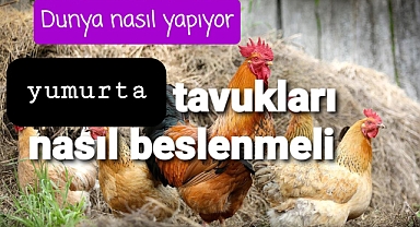 Yumurta verimi için tavuk beslenmesi..