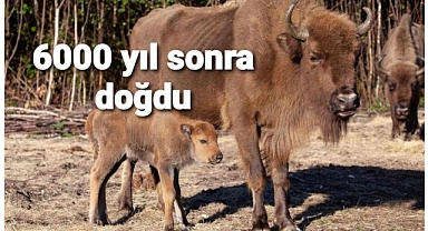 6000 bin yıl sonra doğdu