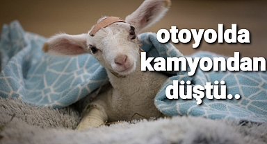 bu kuzu Kamyondan düştü yardımla hayata tutundu.....