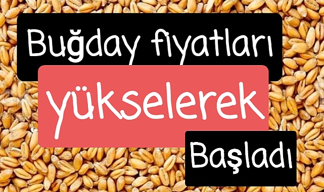 Buğday fiyatları yükselerek başladı