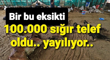Bir bu eksikti! 100 binlerce sığır hastalığa yenik düştü... Tehdit büyüyor...