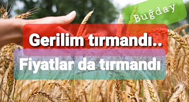Buğday fiyatları tırmanıyor