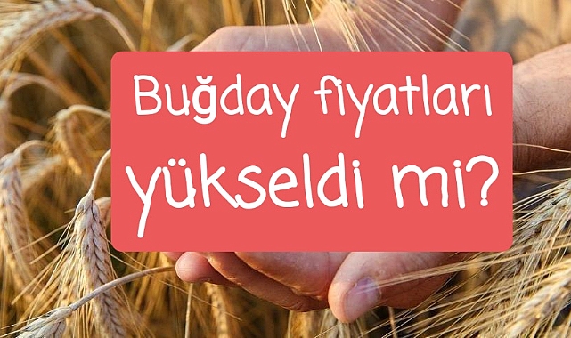 Buğday fiyatları yükseldi mi?