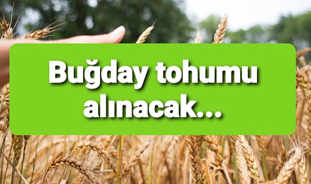 Buğday tohumu alınacak