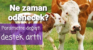 Buzağı desteği ne zaman yatırılacak?..