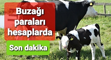 Buzağı destekleri hesaplara aktarıldı.