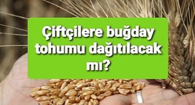 Çiftçilere buğday tohumu dağılıyor mu?