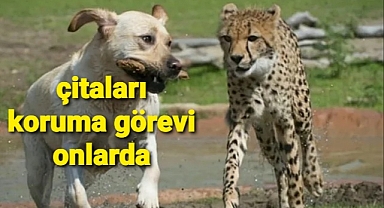 Çitaların korumaları çoban köpekleri..