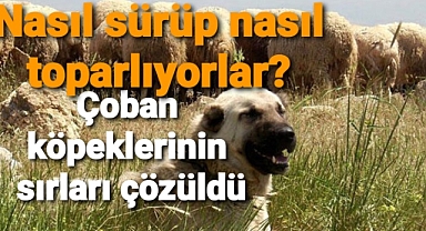 çoban köpekleri sürüyü nasıl toplayıp nasıl sürüyor