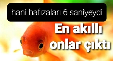 Kanıtlandı..japon balıkları en akıllı çıktı