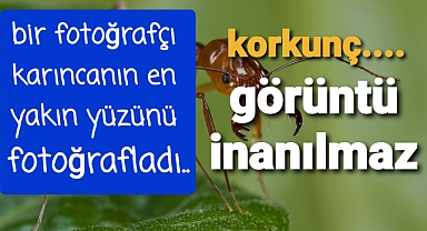 Karıncanın gerçek yüzünü görüntüledi