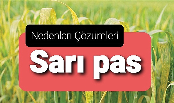 Buğday hububatta sarı pas hastalığı nedenleri çözümleri