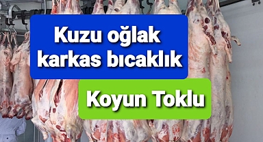 Kuzu oğlak karkas bıçaklık toklu koyun fiyatları