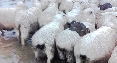 sel sularından kurtulmak isteyen tavşanlar koyunların sırtında yolculuk yaptılar