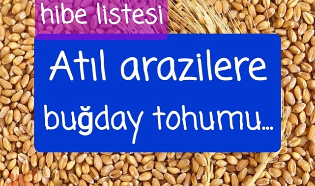 Atıl araziler için buğday tohumu
