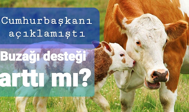 Buzağı desteği arttı mı?